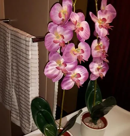 Casa Violeta *