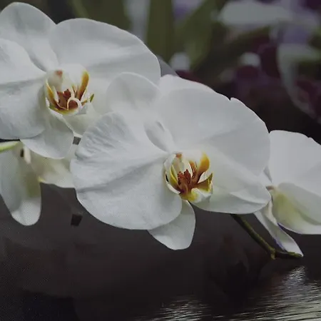 Casa de Férias Casa Violeta