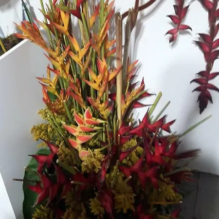 Casa Violeta Funchal (Madeira)