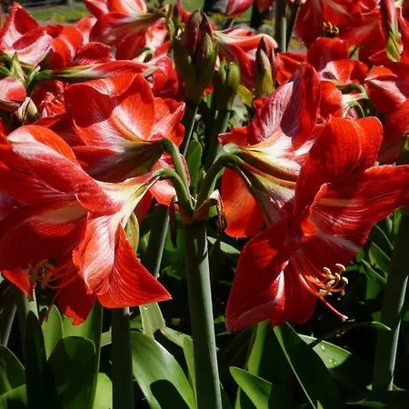 Casa Violeta * Funchal (Madeira)