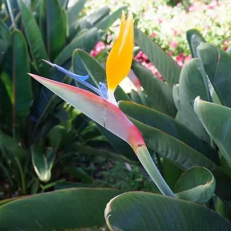 Casa Violeta Сasa de vacaciones