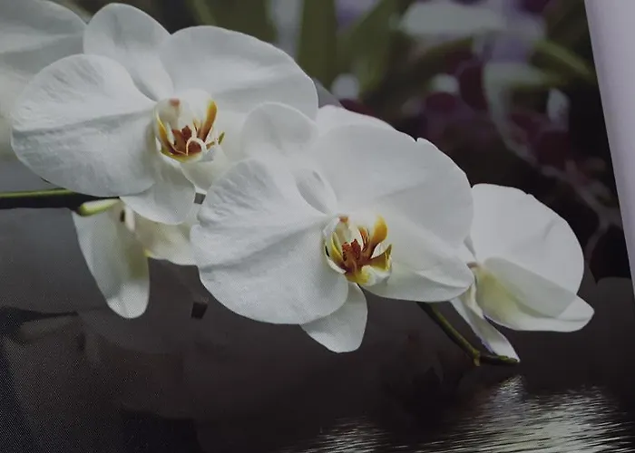 Casa de Férias Casa Violeta