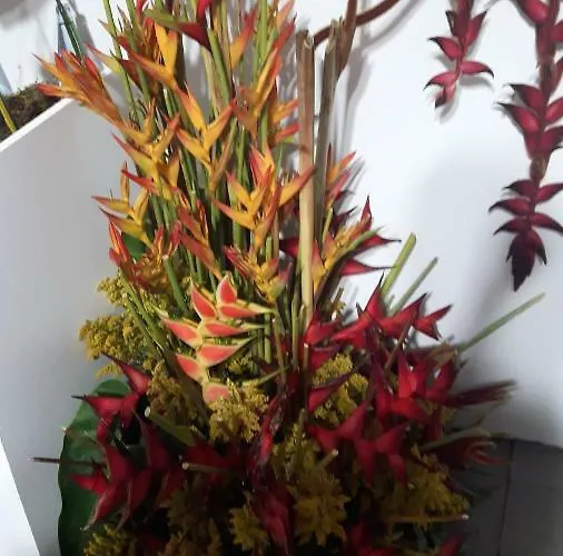 Casa Violeta Funchal (Madeira)