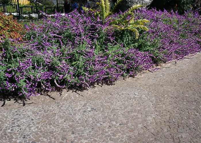 Casa de Férias Casa Violeta *