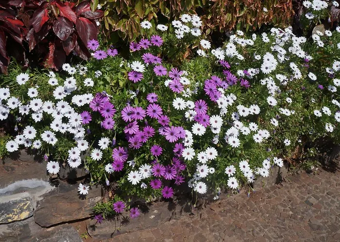 Casa Violeta Casa de Férias