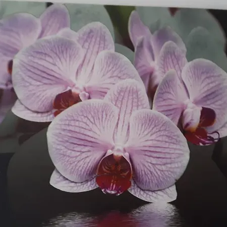 Casa Violeta Ferienhaus