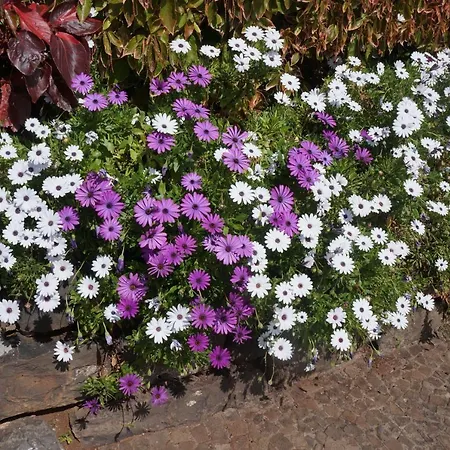 Casa Violeta Ferienhaus