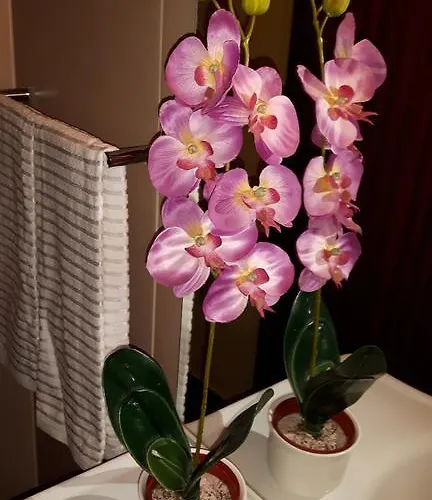 Casa Violeta *