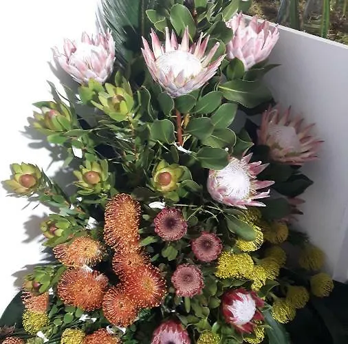 Casa Violeta Funchal (Madeira)