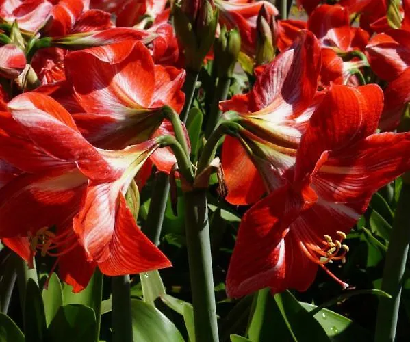 Casa Violeta * Funchal (Madeira)