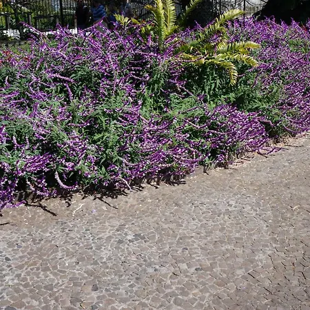 Σπίτι διακοπών Casa Violeta *